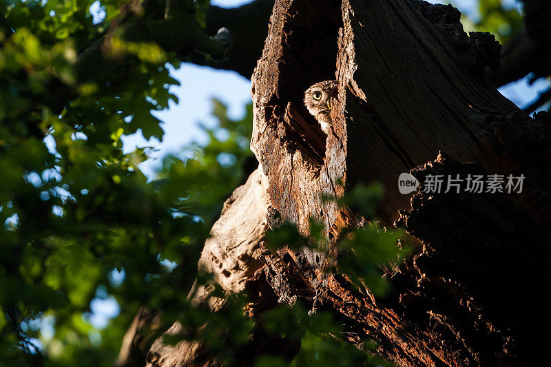 小猫头鹰(Athene noctua)